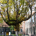Museum Boerhaave 2014 – Chestnut tree