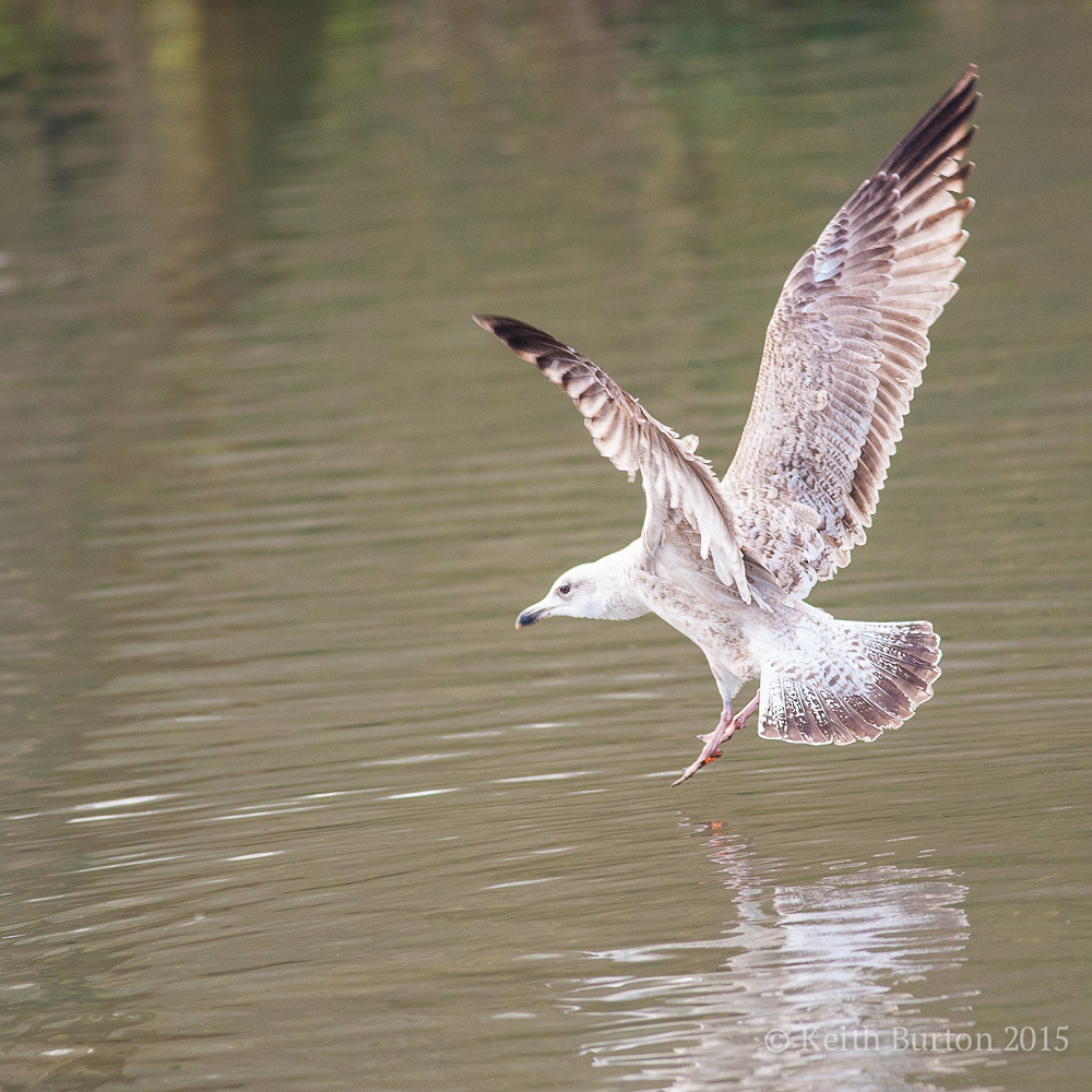 Graceful Gull