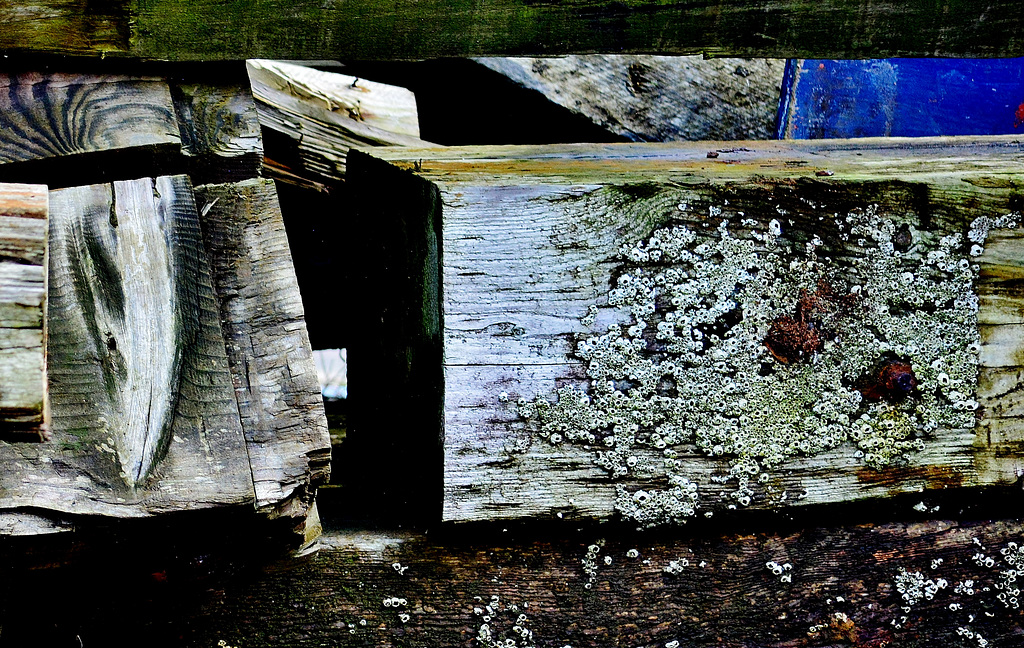 Old Wood with Barnacles