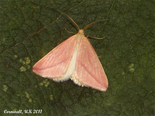 1716 Rhodometra sacraria (Vestal)