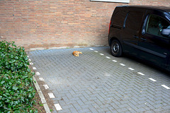 Cat parking