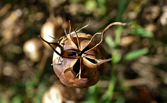 Dried Seed Head 1