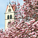 Turm der Liebfrauenkirche umrahmt von Magnolienblüten