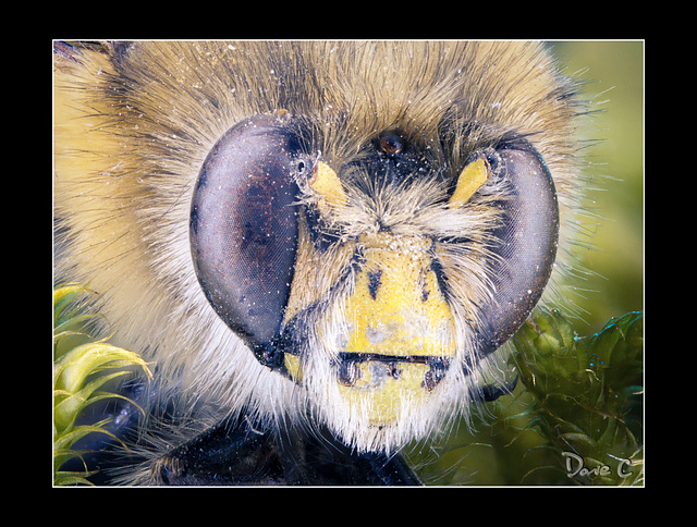 Bumble Bee Portrait