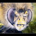 Bumble Bee Portrait