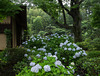 Tea house and hydrangea