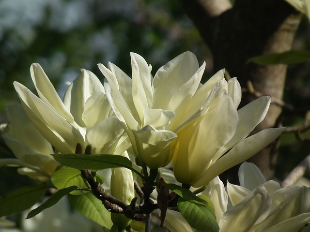 Yellow Magnolia