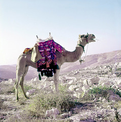 Dromedary   near Jerusalem in 1970