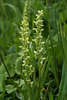 Platanthera huronensis (Tall Green Bog orchid)