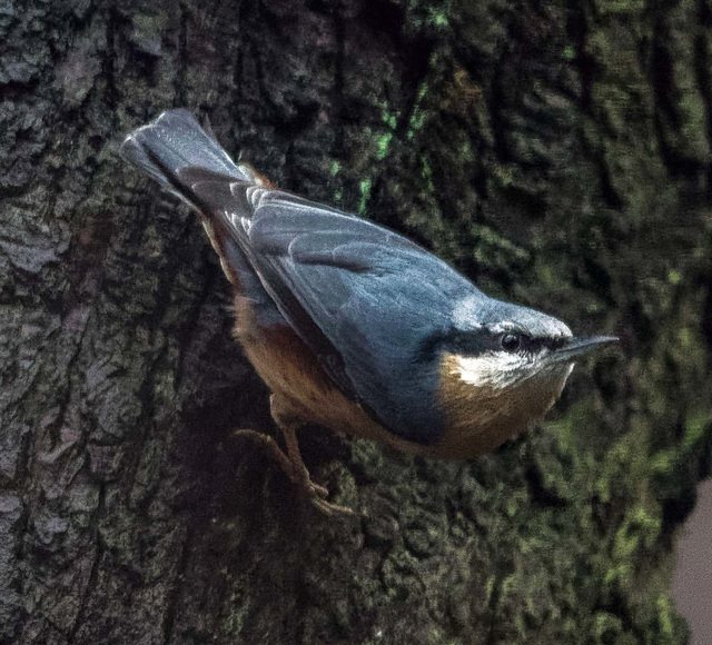 Nuthatch9