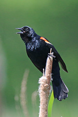 Male Red-winged blackbird