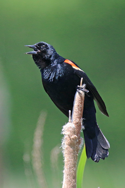 Male Red-winged blackbird