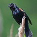 Male Red-winged blackbird