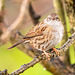 Dunnock