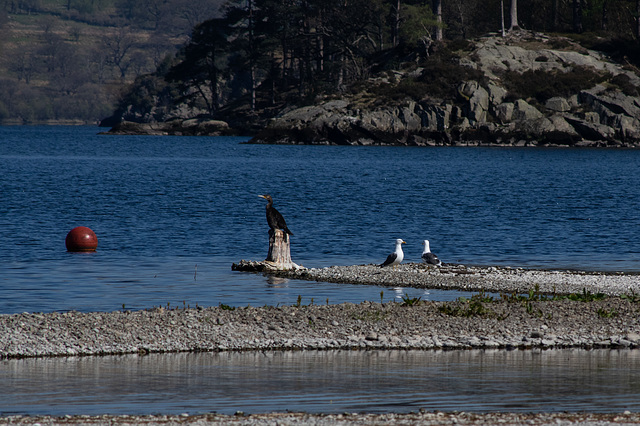 Cormorant and Lesser  Black Backed Gulls