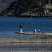 Cormorant and Lesser  Black Backed Gulls