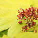 20230519 0143CPw [D~LIP] Gold-Ahorn (Acer shiras 'Aureum'), Bad Salzuflen
