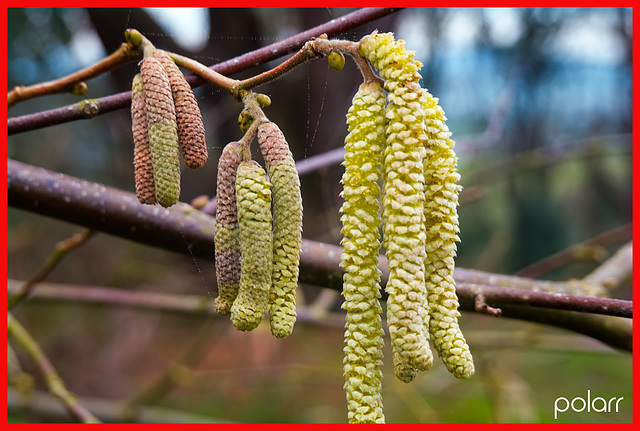 Corylus Avellana Máxima Rubra