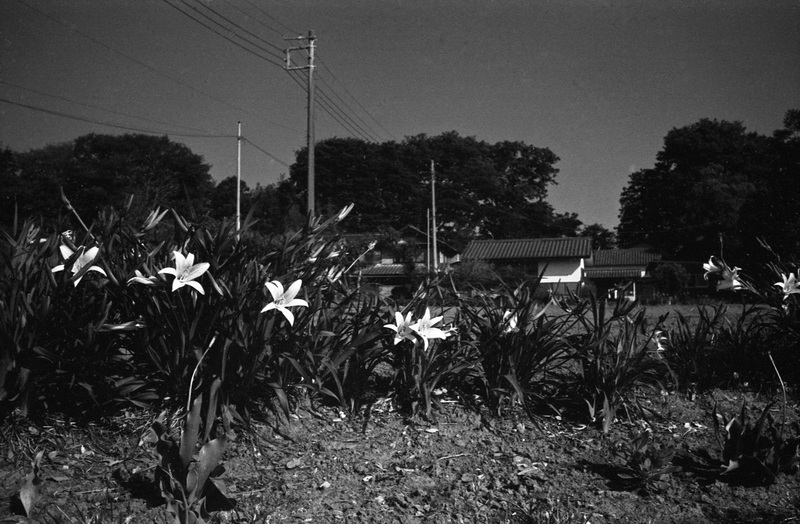 Flowers in the front yard