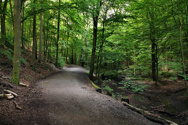 Stadtwald Bittermark, Dortmund / 18.05.2024