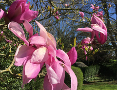 Fleurs de magnolia