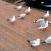 Gulls Looking For Tidbits.