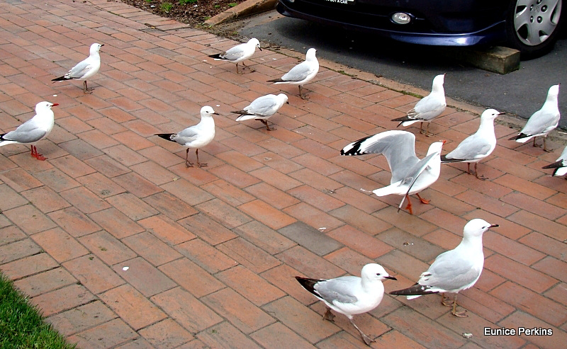 Gulls Looking For Tidbits.