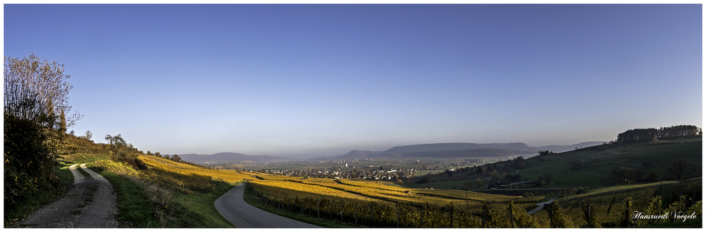 Abendsonne in dem Rebberg von Hallau
