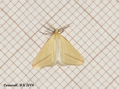 1716 Rhodometra sacraria (Vestal)