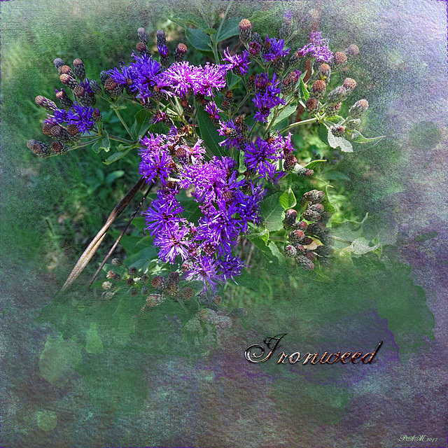 Ironweed