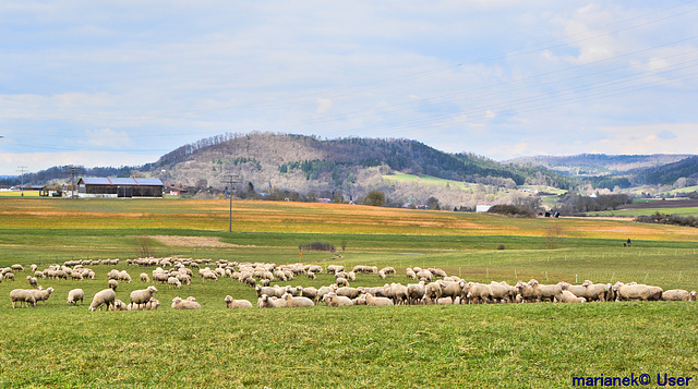 Shepherds with their sheep are already in the pastures