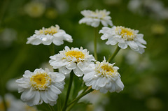 Sommerblüten