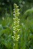 Platanthera huronensis (Tall Green Bog orchid)