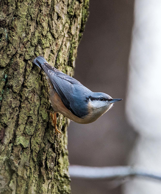 Nuthatch10