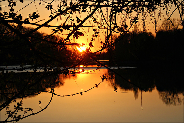 Sonnenspiegelung auf dem Altrhein