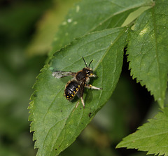 Wool carder bee (Anthidium manicatum)