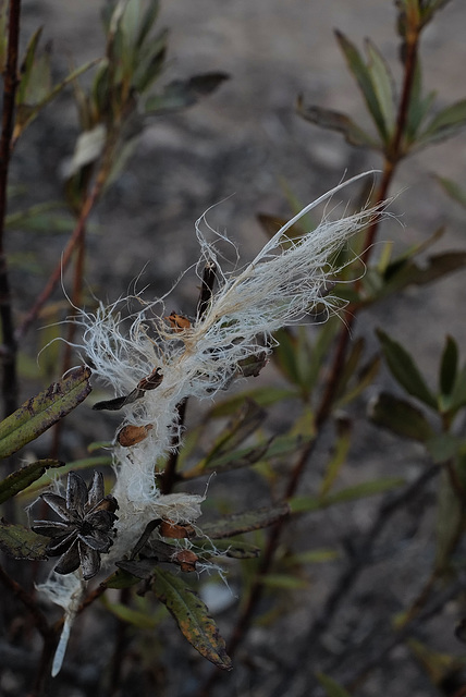 Lost feather