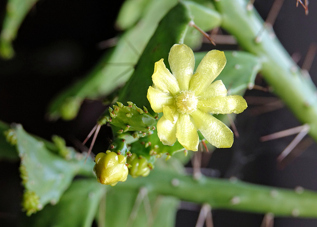 Blüte von Brasiliopuntia brasiliensis