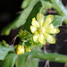 Blüte von Brasiliopuntia brasiliensis