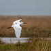 Little egret