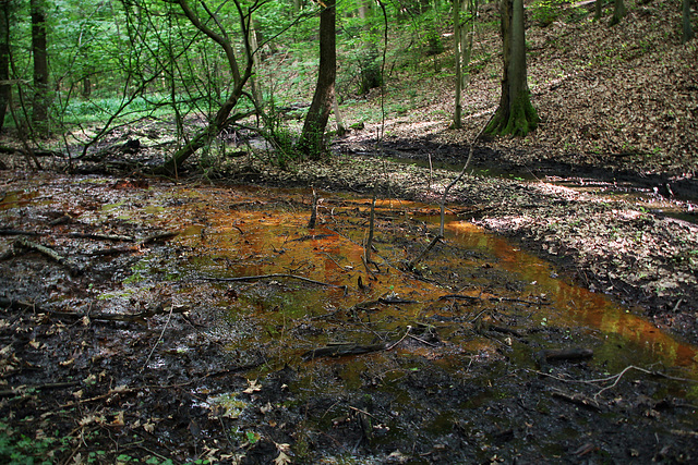 Grubenwasseraustritt vom Stollen der ehem. Zeche Gottfriedsbank am Olpkebach (Stadtwald Bittermark, Dortmund) / 18.05.2024