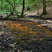 Grubenwasseraustritt vom Stollen der ehem. Zeche Gottfriedsbank am Olpkebach (Stadtwald Bittermark, Dortmund) / 18.05.2024