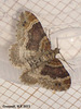 1724 Xanthorhoe spadicearia (Red Twin-spot Carpet)