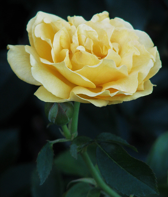 Yellow Rose