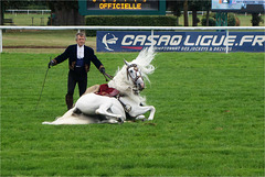 Le cheval blanc a du panache 3/4