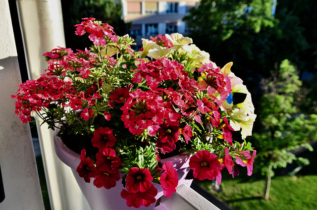 Notre balcon en été