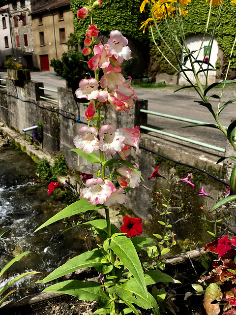 En passant sur le pont