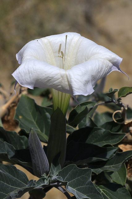 Sacred Datura