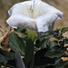 Sacred Datura