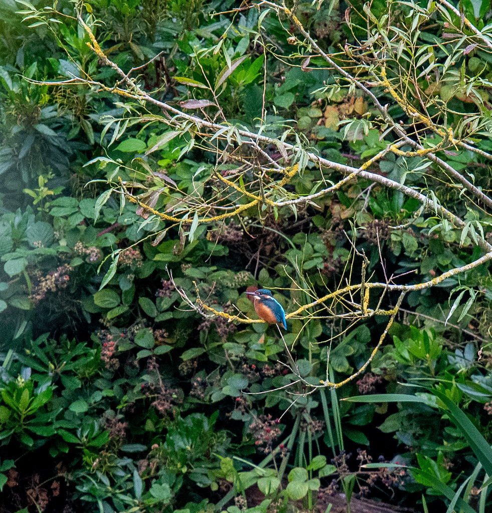 Kingfisher